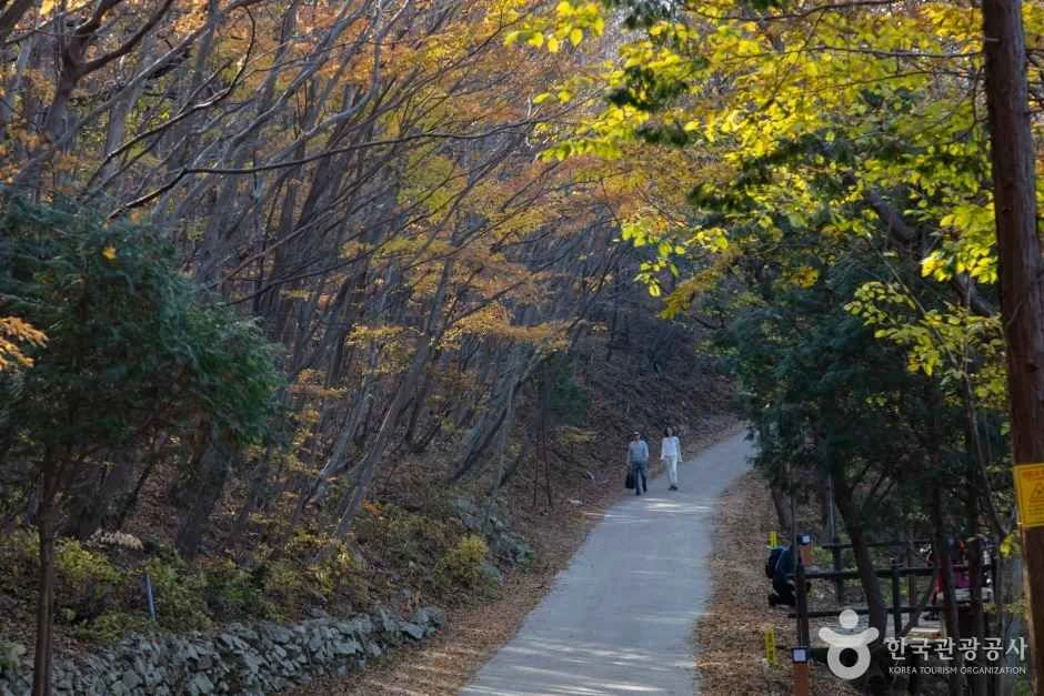 숲 사이로 이어진 포장된 산길을 걷는 탐방객