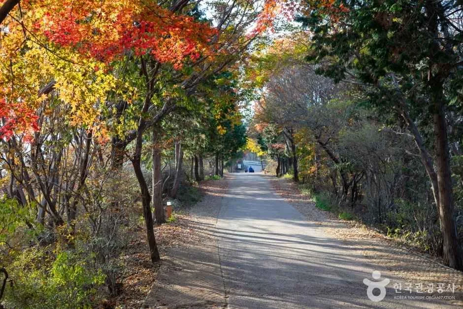 나무가 양옆에 늘어선 넓은 포장길