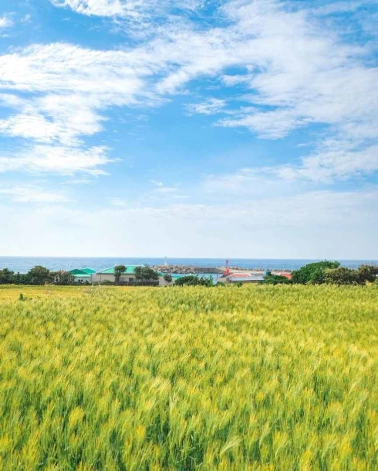 마을 지붕이 멀리 보이는 이삭이 달린 보리밭