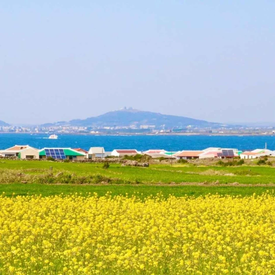 노란 유채꽃밭 너머로 바다와 마을, 먼 산이 보이는 풍경