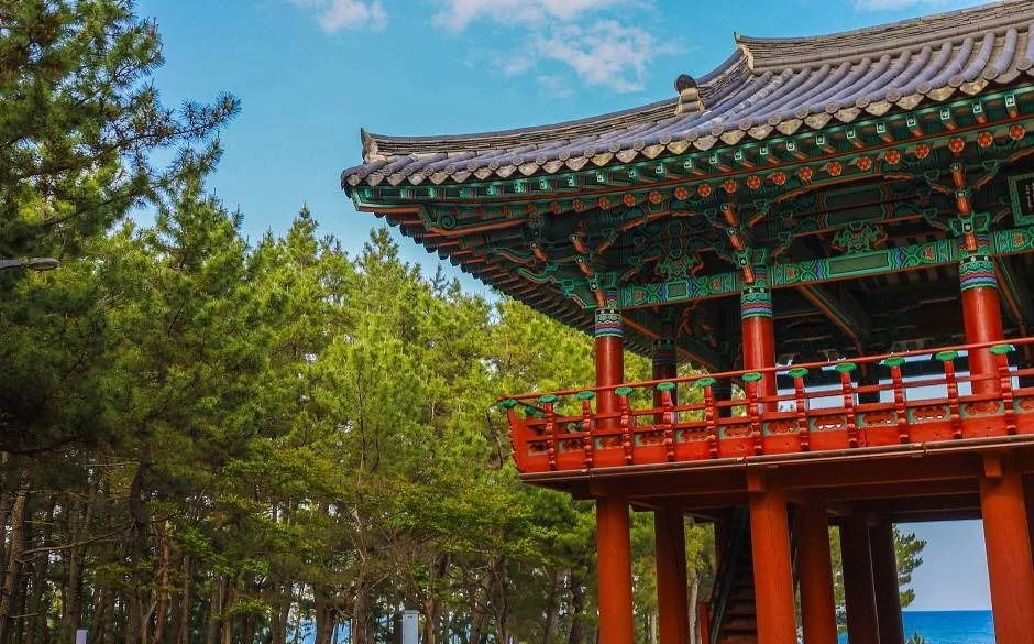 소나무 사이로 보이는 월송정 누각 일부와 파란 바다