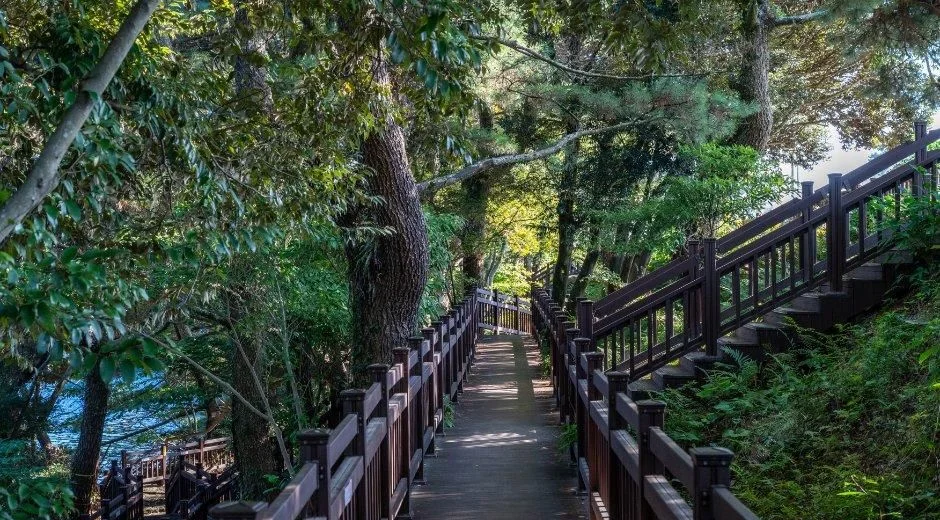 숲 사이로 이어지는 나무 데크 산책로