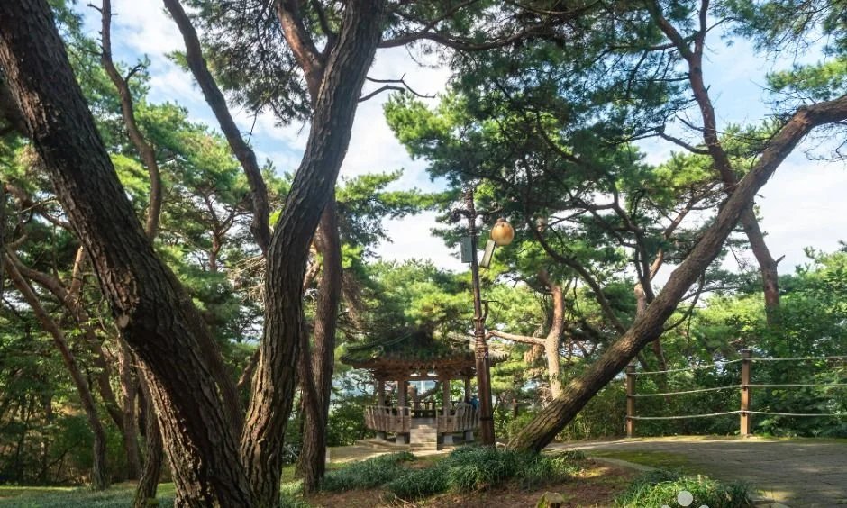 굵은 소나무가 빽빽한 숲 사이로 작은 정자가 보이는 모습