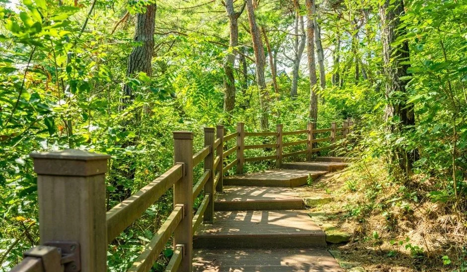 나무 난간이 설치된 숲속 계단 탐방로